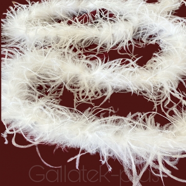 ��� ���� ����� �����